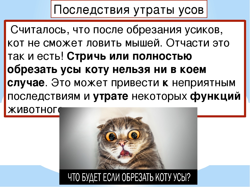 Зачем усы. Что будет если отрезать коту усы. Зачем коту нужны усы. Зачем коту усы рассуждение. Зачем котам и кошкам усы.