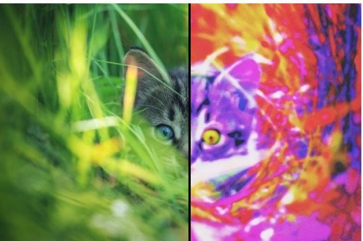 Как видят кошки: в каком цвете и особенности анатомии глаз