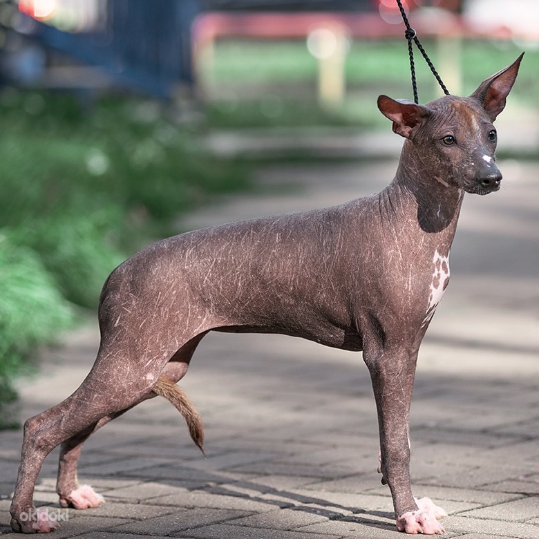 Мексиканская голая собака — когда название может запутать
