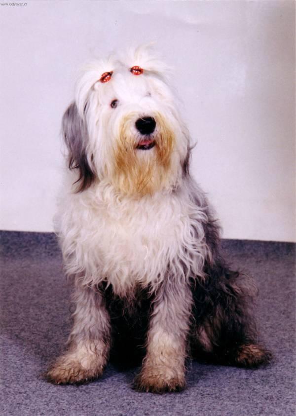 Лохматое добродушное чудо — собака породы бобтейл
