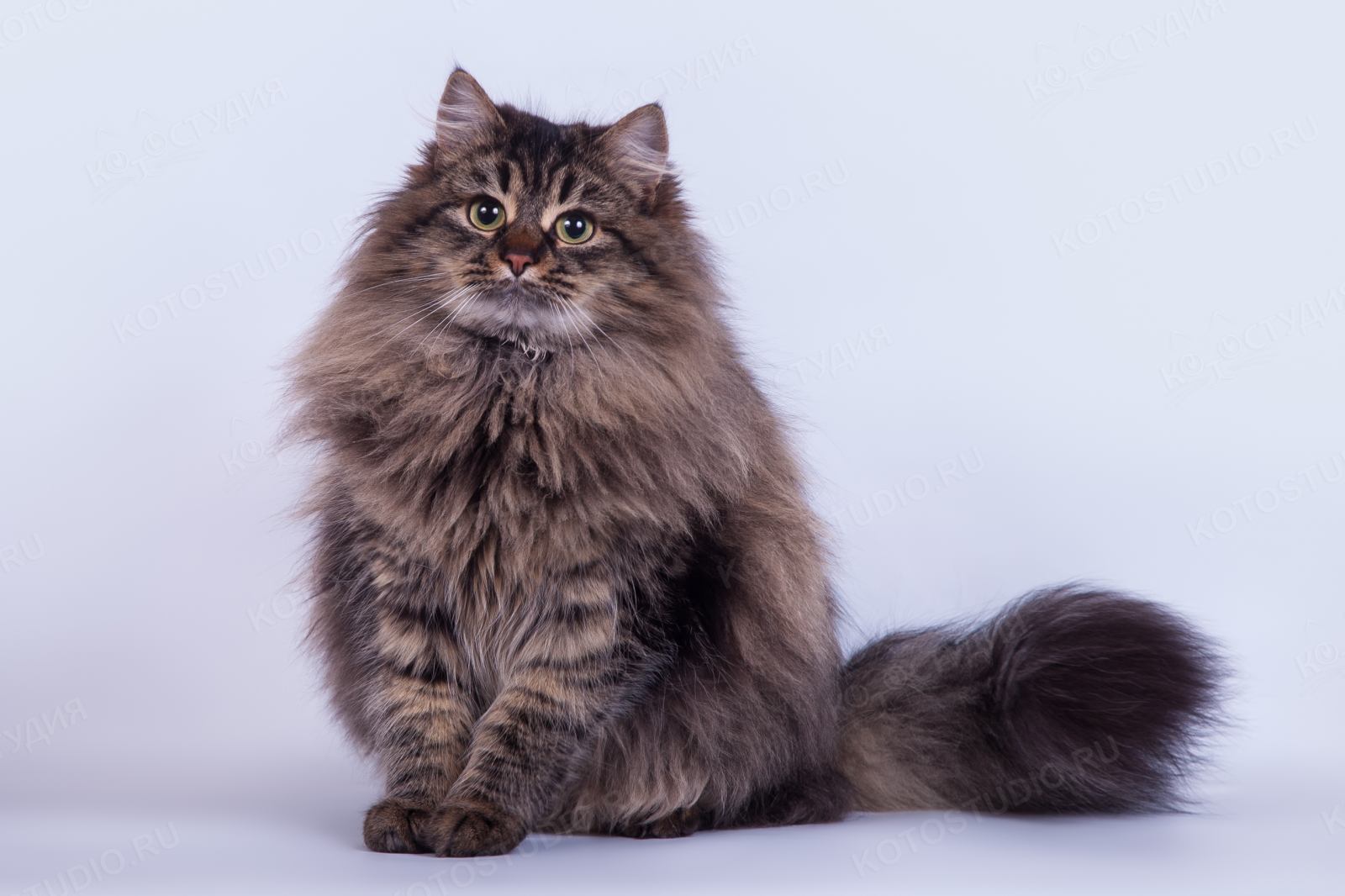 Сибирская кошка (Сибирский кот)