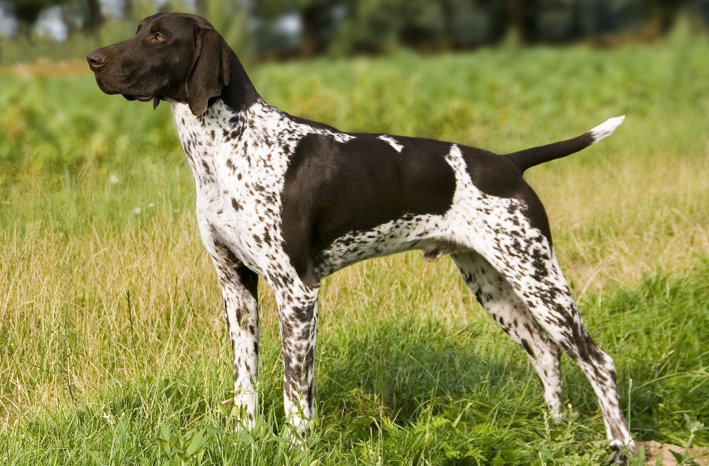 Курцхаар (собака): описание немецкой породы