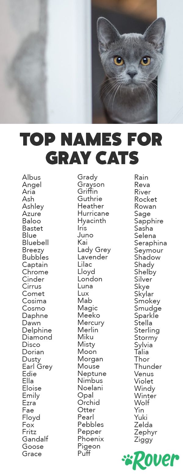 Имена для котов: русские варианты красивых кличек