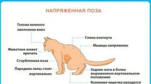 Спасаем кошку от жары: особенности терморегуляции и помощь при перегревании