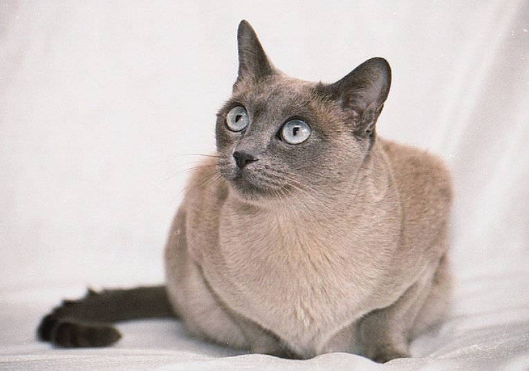 Тонкинская кошка (Тонкинез)