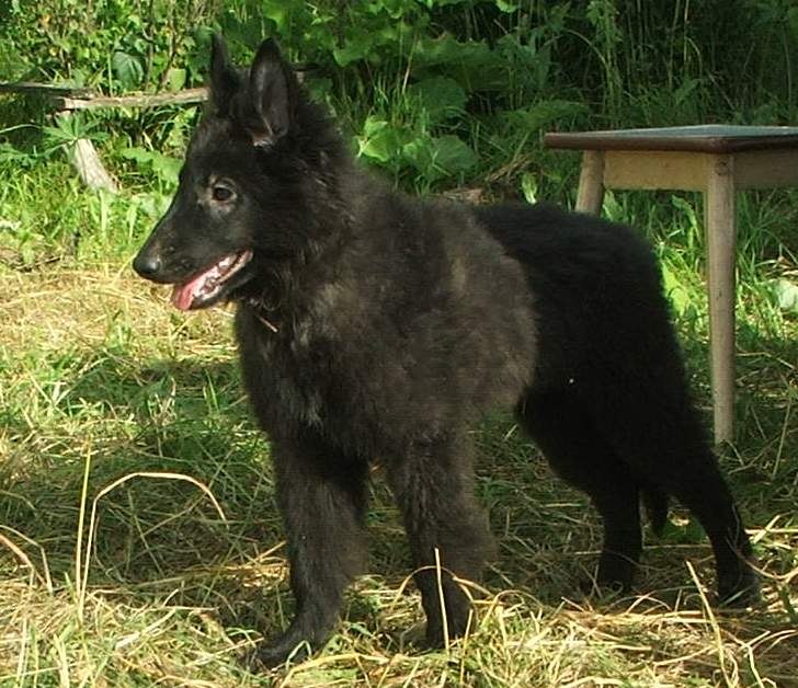 Грюнендаль: чёрная бельгийская овчарка