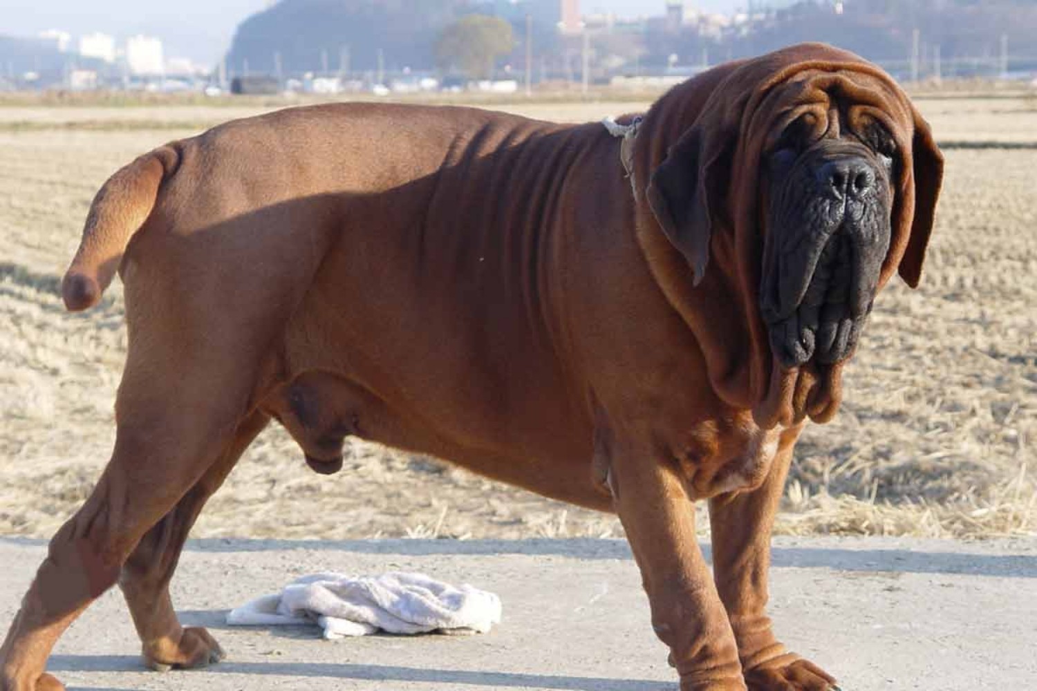 Самая дорогая собака в мире: топ 10 пород