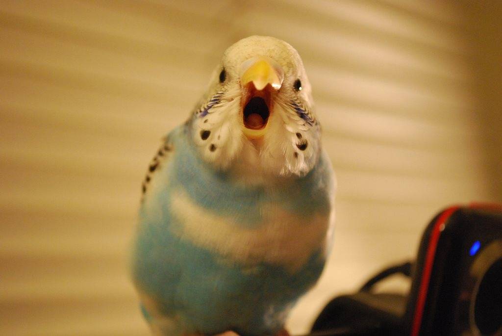 Как научить волнистого попугая говорить