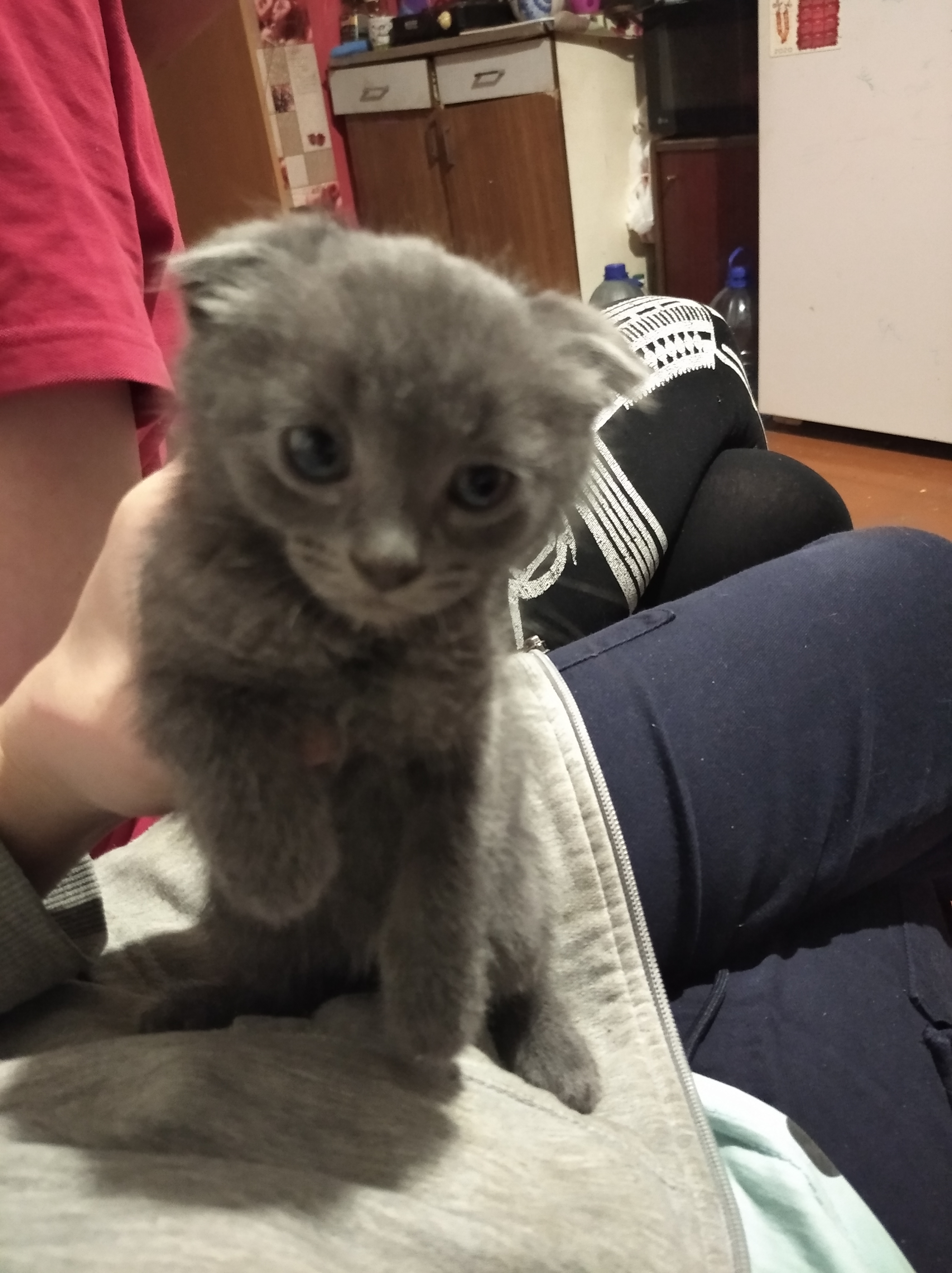 Как и какого выбрать котенка?