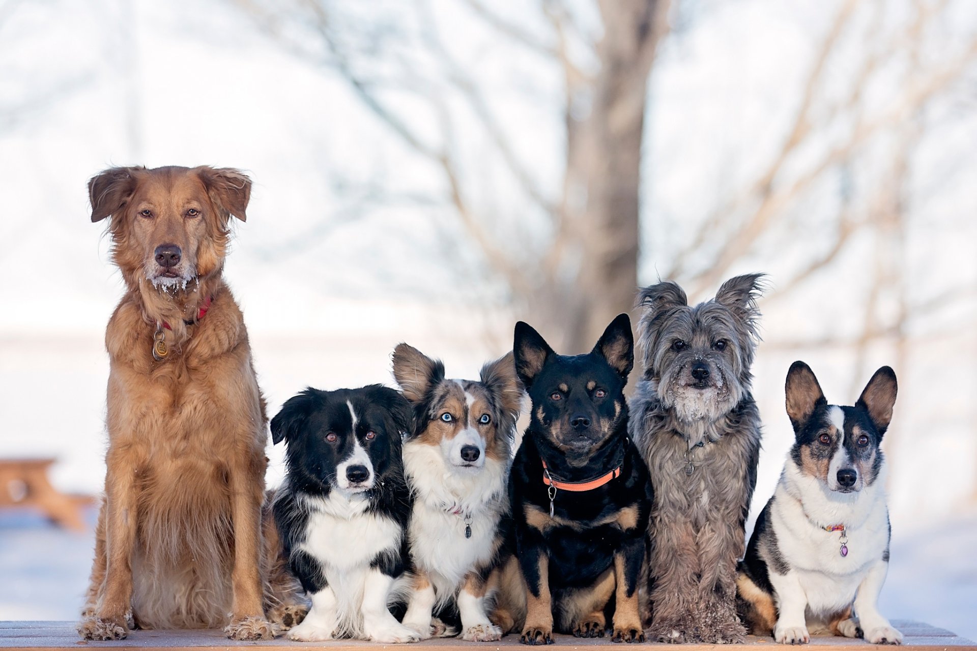 5 пород собак, подходящих для истинных домоседов