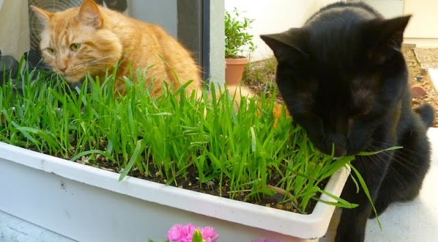 Трава для кошек и котов