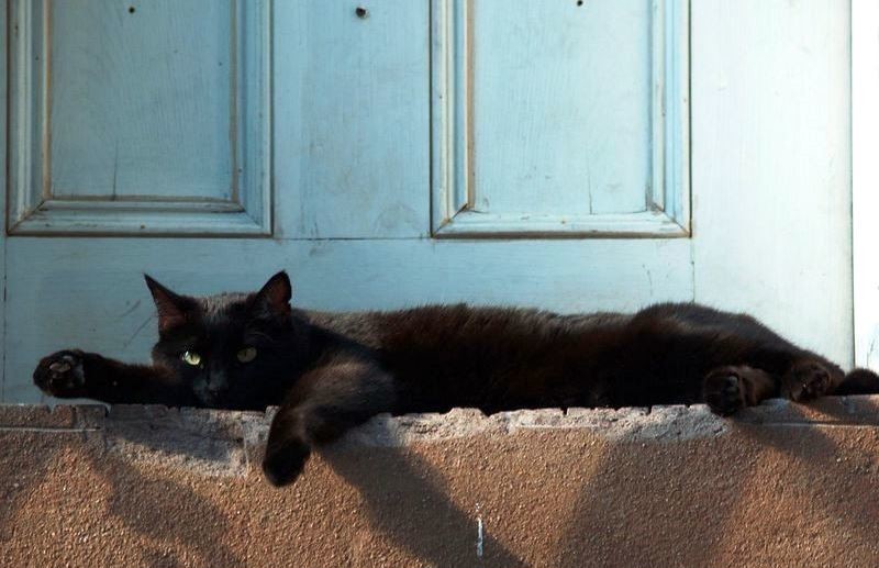Приметы с кошками: основные примеры популярных суеверий