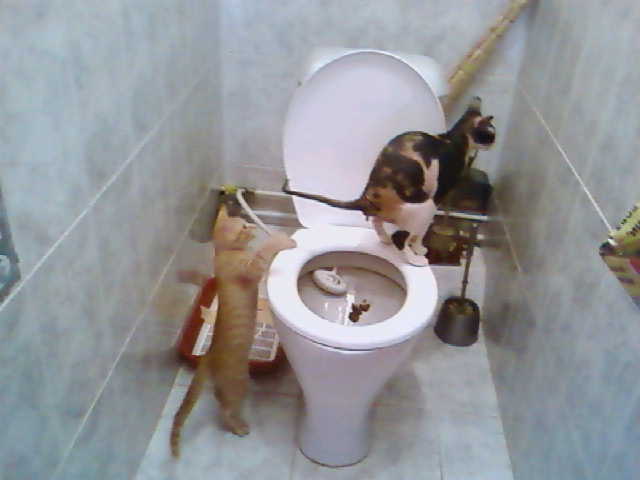Кот не может сходить в туалет по большому: что делать