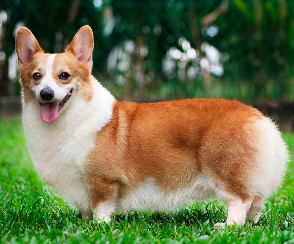 Собака похожая на лису с короткими лапами: порода