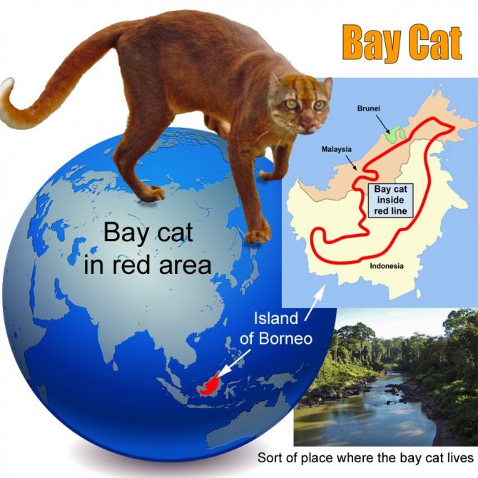 Калимантанская дикая кошка — с надеждой на лучшее