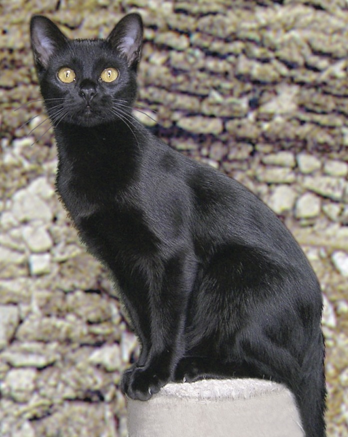 Бомбейская кошка (бомбей)