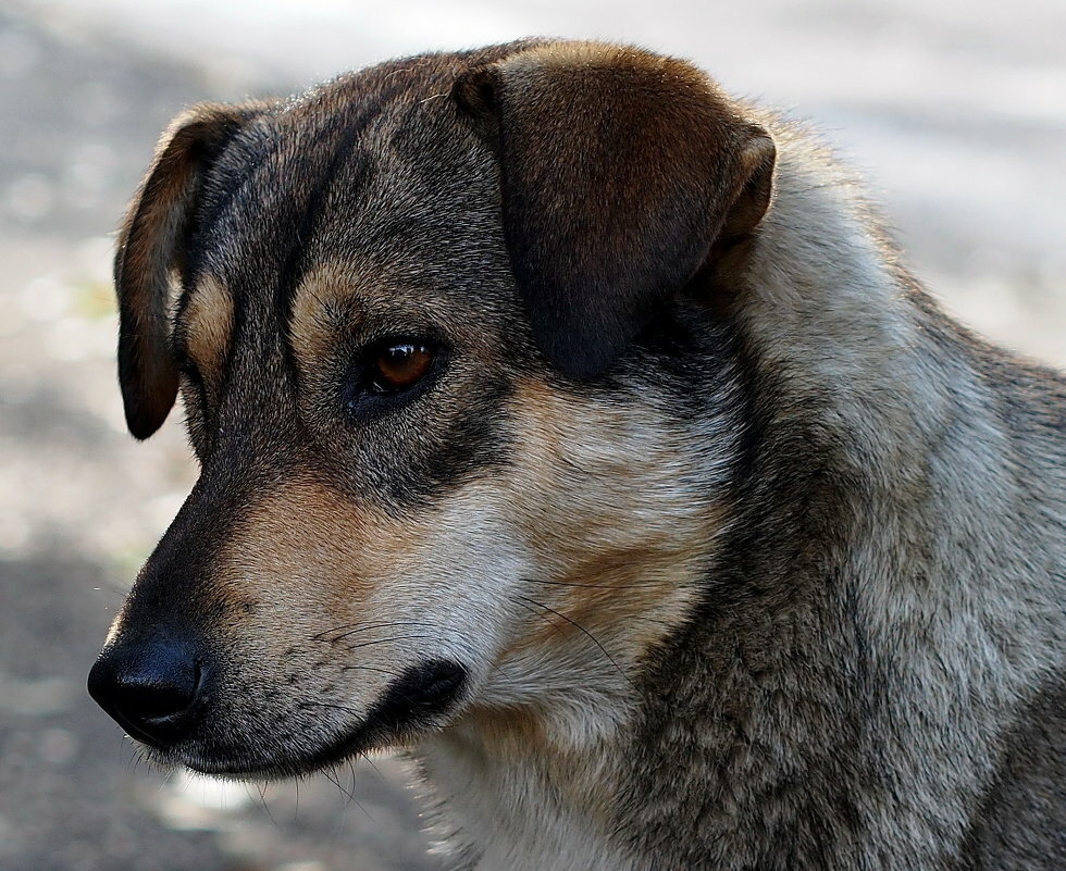 Собака дворняга: описание породы