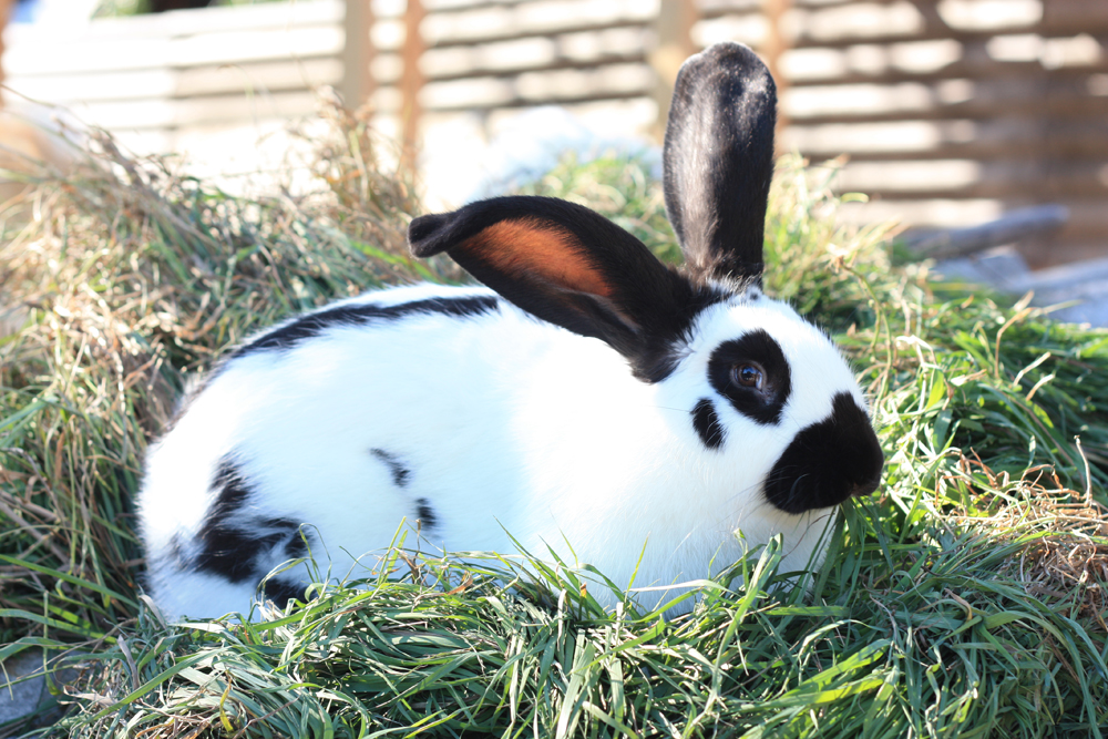 Кролик строкач: описание породы, характеристика, параметры