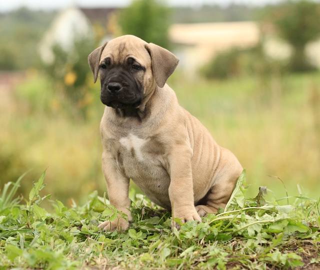 Южноафриканский бурбуль — порода собаки