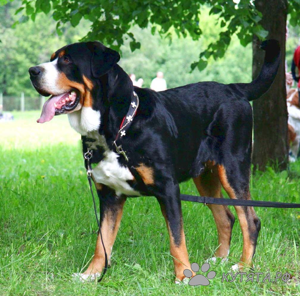 Большой швейцарский зенненхунд (Гросс, Большая горная собака)
