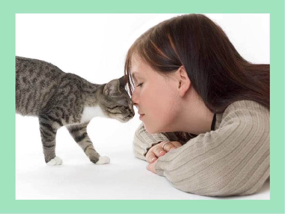 Японские ученые доказали: кошки понимают человеческую речь