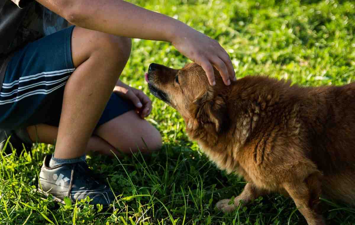 Не друзья человека: 10 пород собак, которым не место в доме