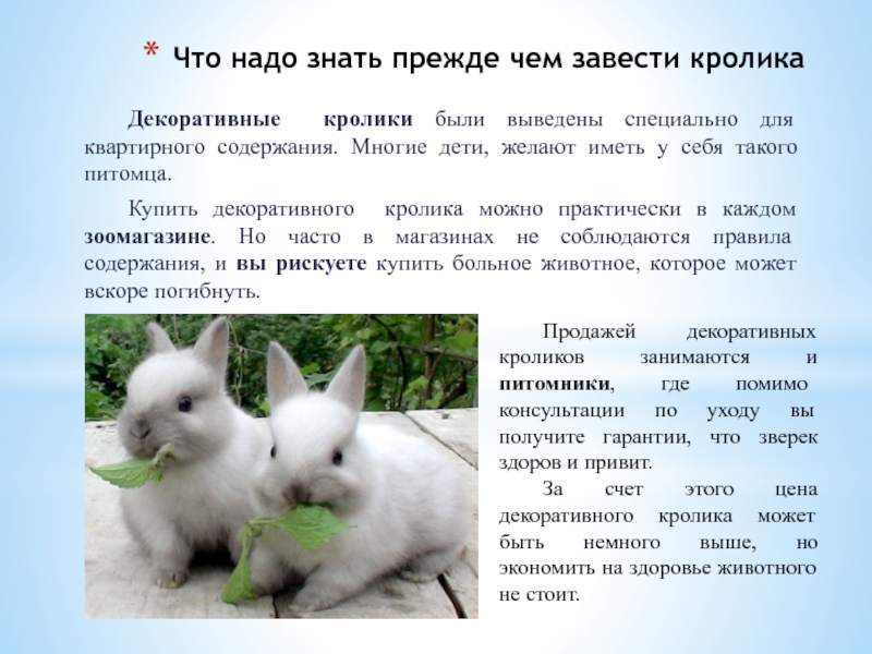 Маленькие кролики декоративных пород: обзор