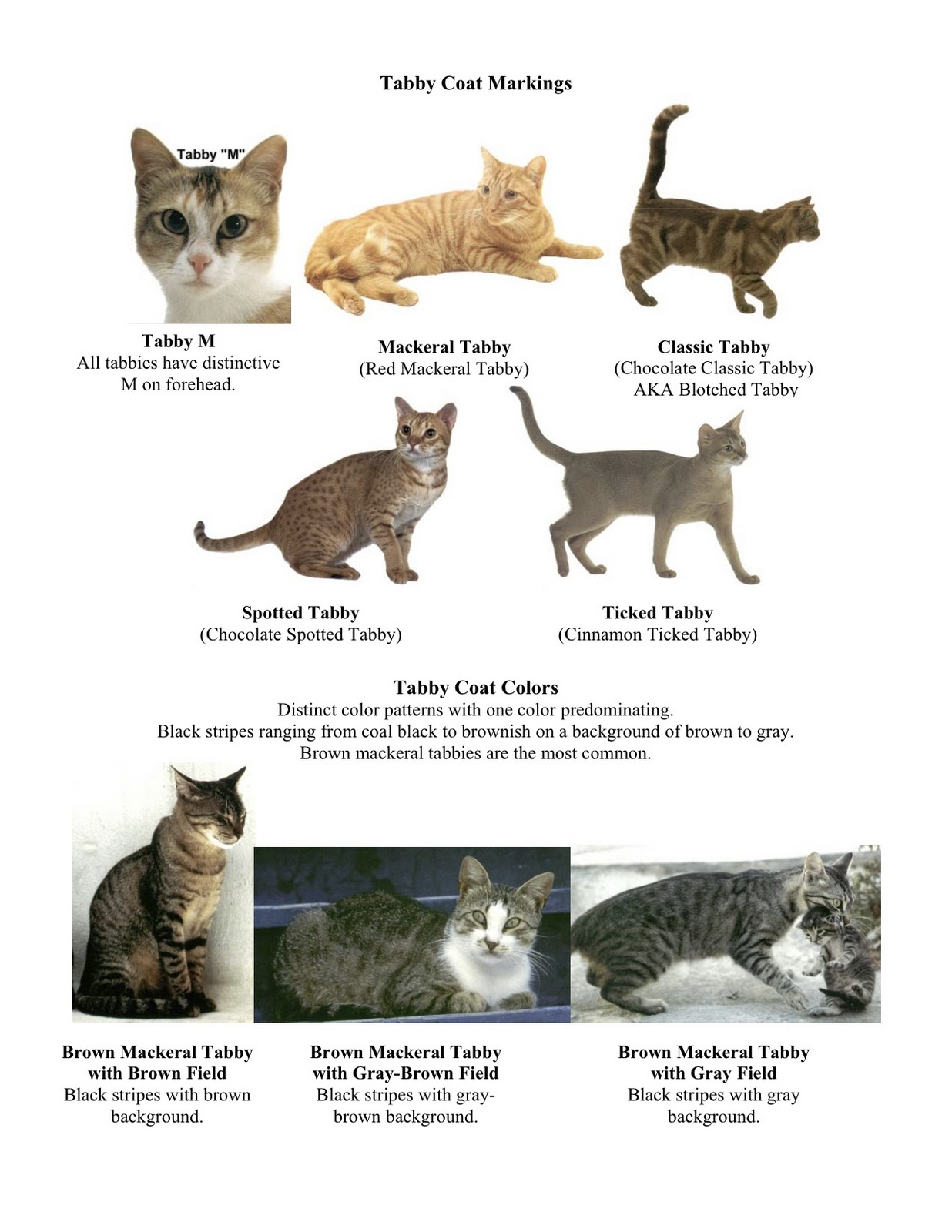 Породы кошек с описанием и фотографиями и