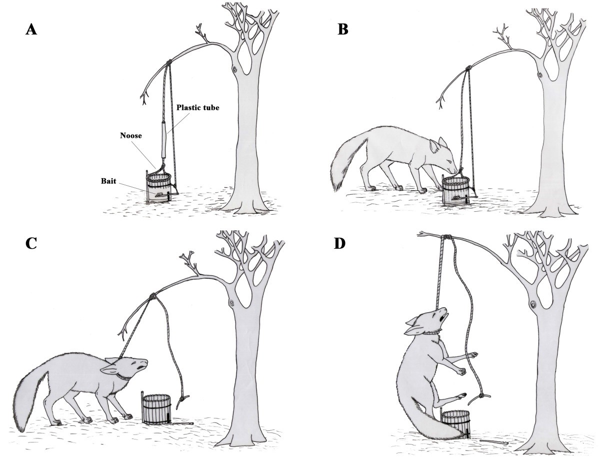 Как снять кота с дерева: действенный способ