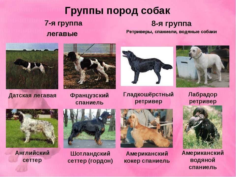 Все породы собак