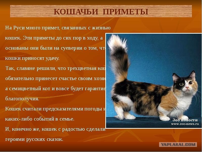 Рыжий кот: особенности характера и популярные породы