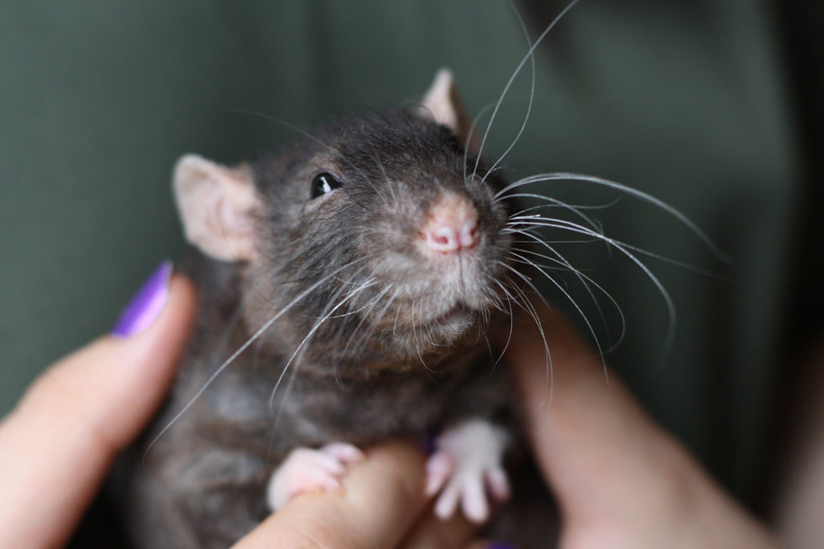 Как приручить крысу к рукам в домашних условиях