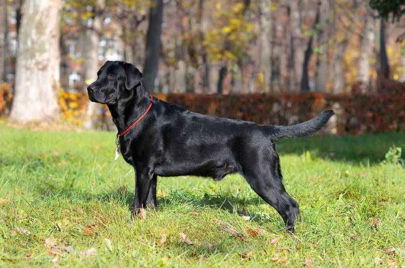 Black labradors with huge penis