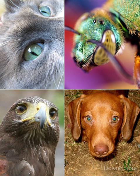 Как видят собаки наш мир и какие цвета различают