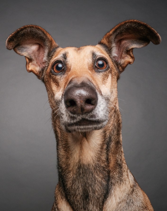 Самые смешные породы собак: их названия и фото