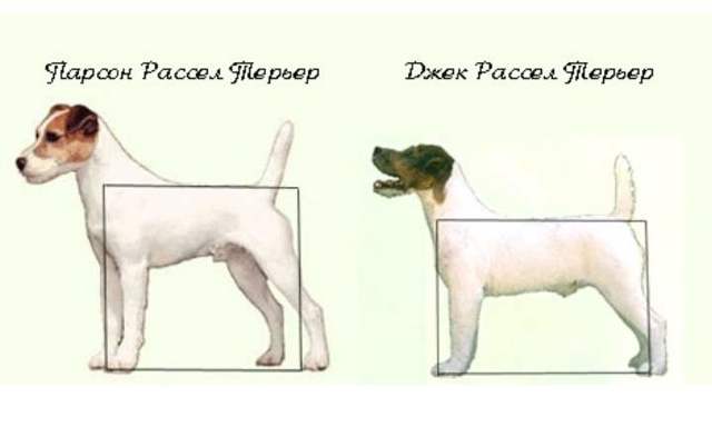 Парсон рассел терьер: описание породы собак