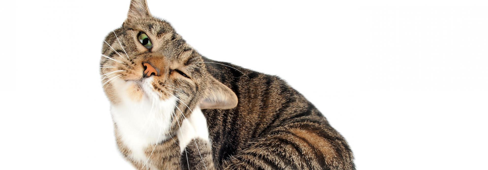 Кот чешет уши. Кошка чешется. Кот чешет за ухом.