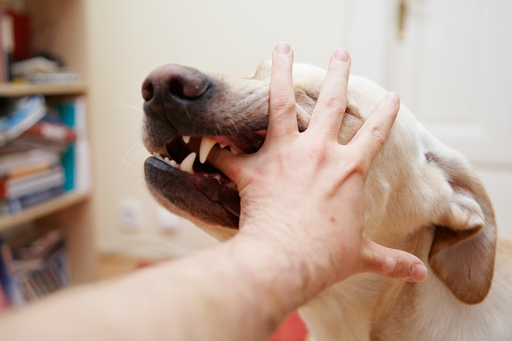 Почему собака грызет свой хвост до крови: что делать