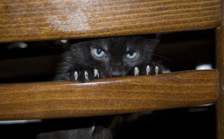 Кошка прячется в темные места — основные причины и что делать хозяину