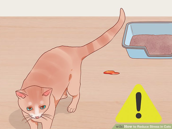 Как вывести кошку или кота из стресса?