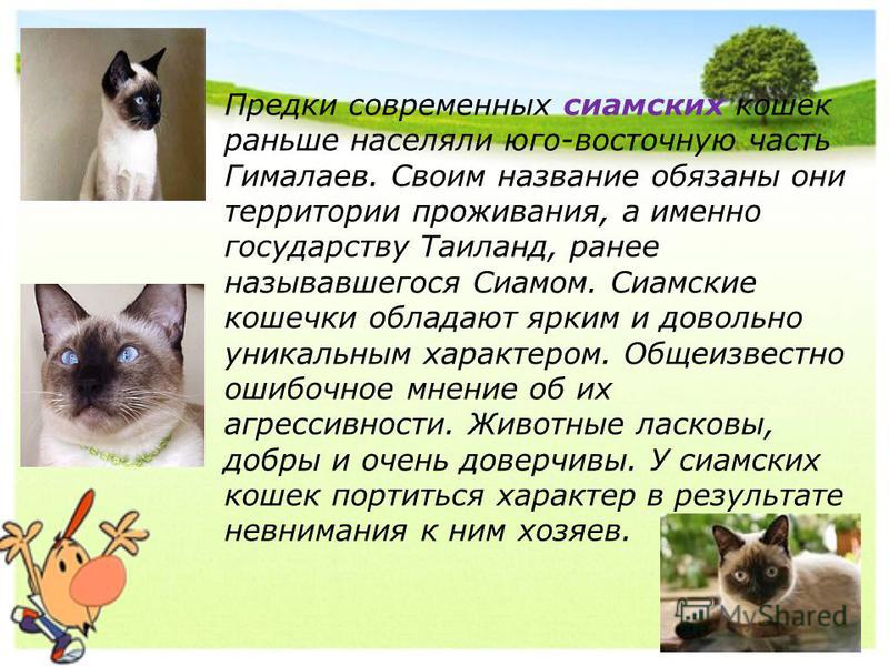 Сиамская кошка: описание породы и характера