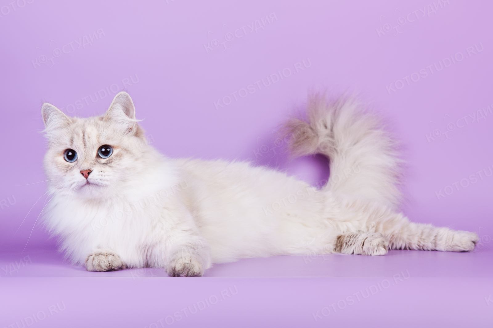 Невская маскарадная кошка