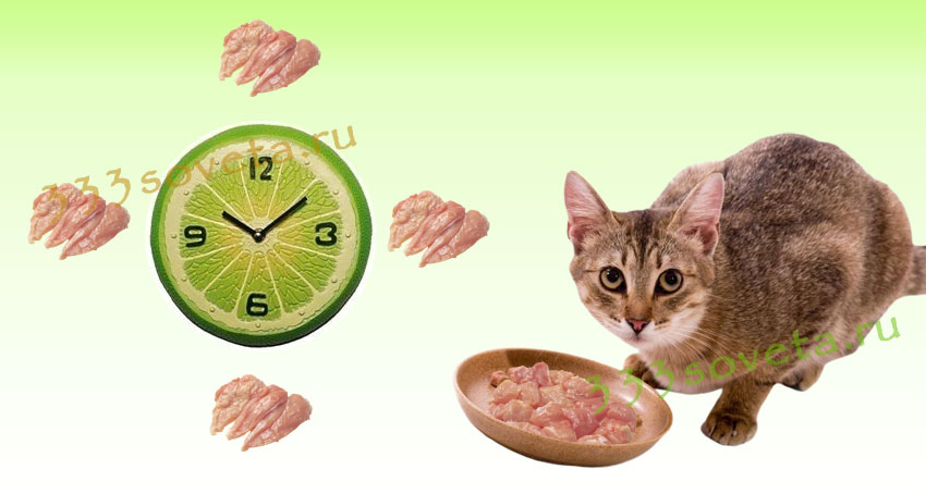 Чем кормить кота при мочекаменной болезни: правильность подбора пищи