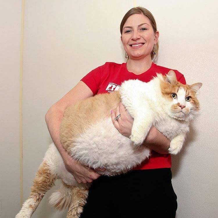 Толстый кот: сколько весят самые жирные кошки