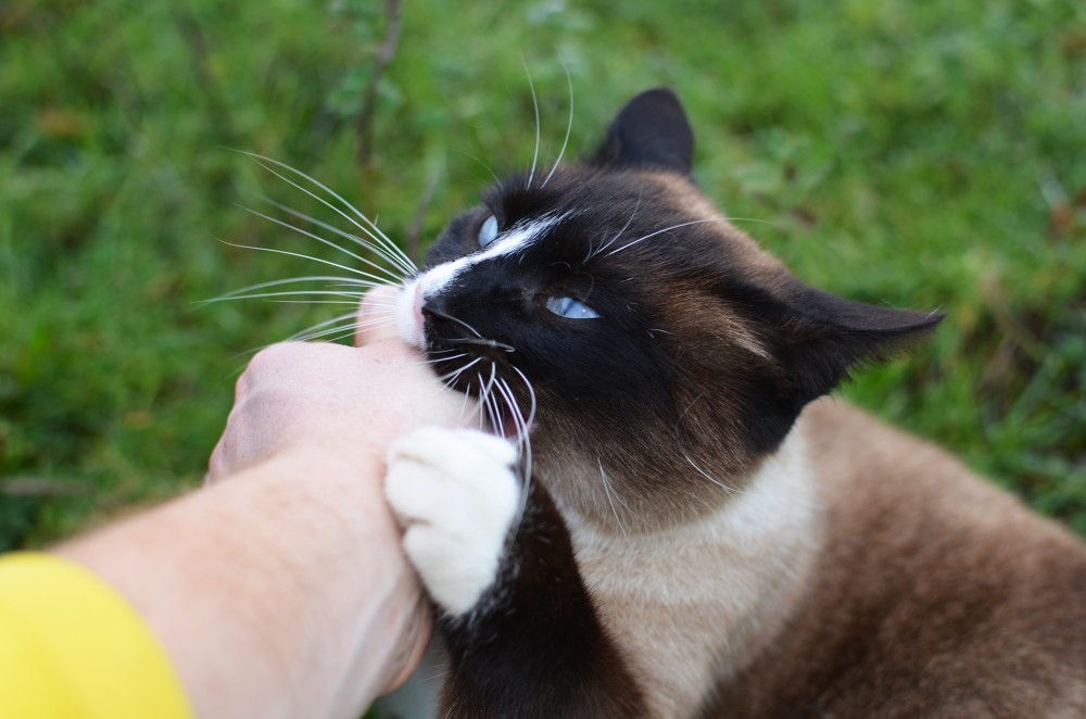 Почему кот кусает за ноги хозяйку: когда гладишь и без причины