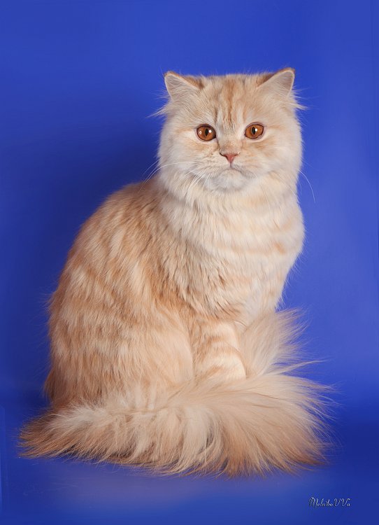 Хайленд страйт (шотландская длинношерстная кошка)