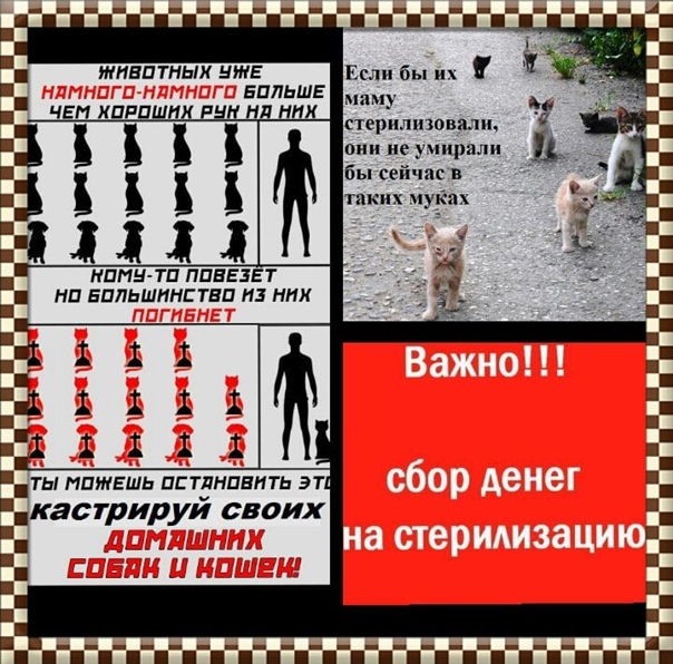 Розовые выделения у кошки