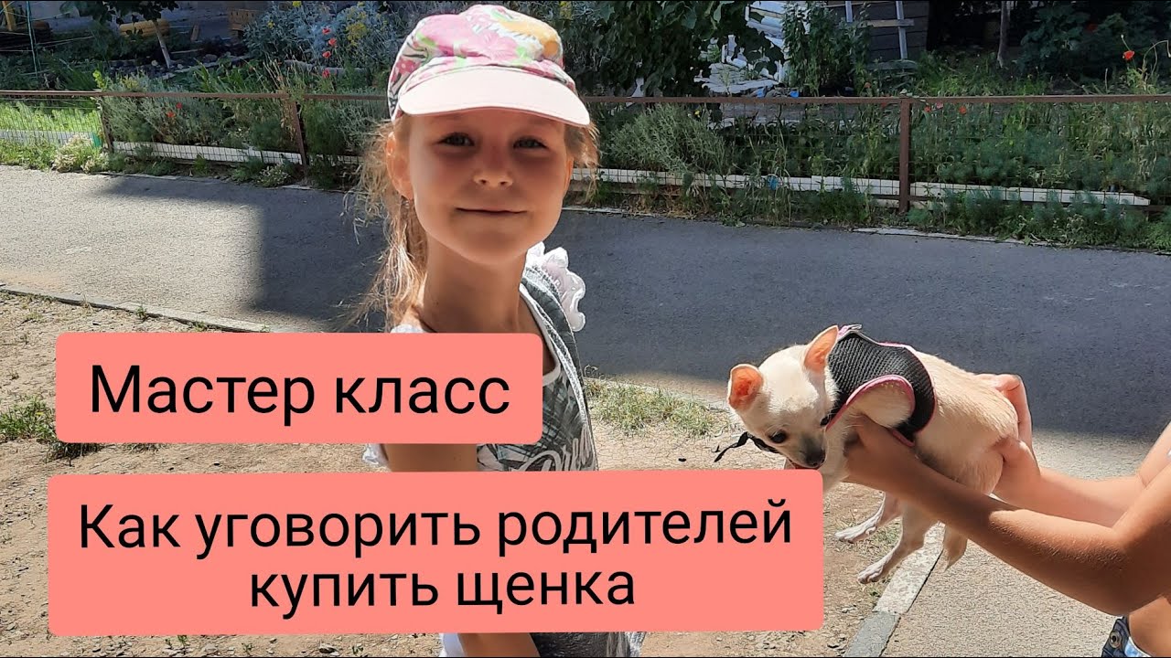 Как уговорить родителей завести собаку, если не разрешают