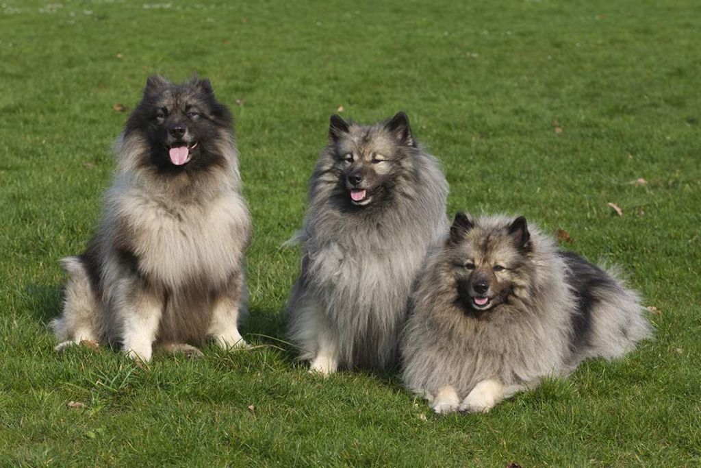 Кеесхонд вольфшпиц: описание породы собак
