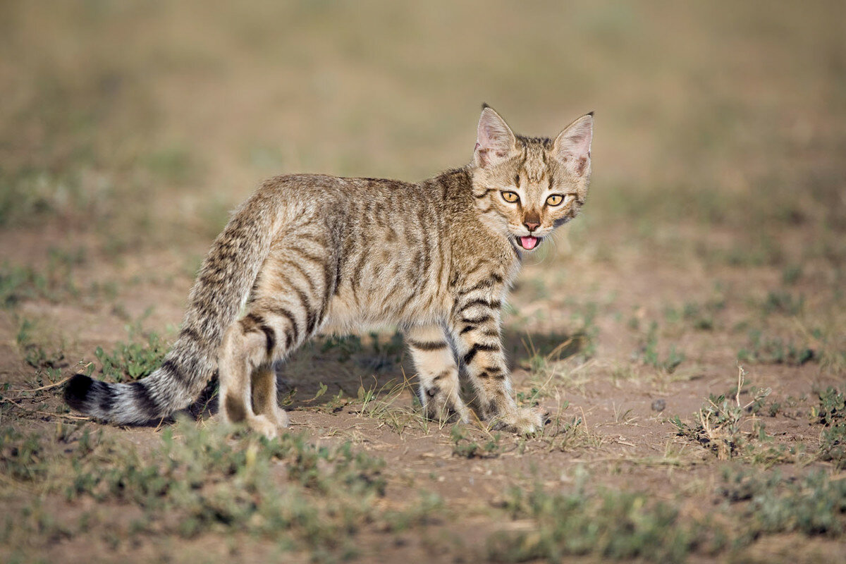 Степной кот: описание африканской дикой кошки